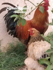  3 4 دجاجات براهما وديك