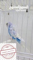  8 سعر حرققققق