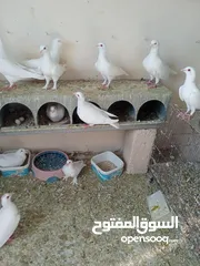  4 حمام فرنسي