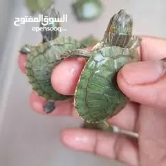  13 سلحفاه سلاحف برمائيه مائيه  بيبي سلحفاة الزينه الامازوني