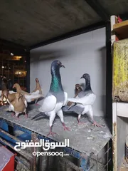  23 جواز يهودي نخب شغالات جاهزات للبيض مع فراخهن كوم كاما ماخذ جميع المطاعيم ومعقمات من الحشرات