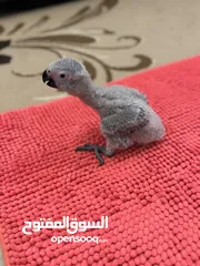  5 ‎فرخ كاسكو انتاج محلي - African gray parrots local breeding