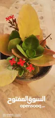  10 مجموعة نباتات