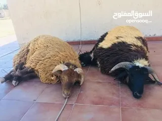  3 لحام جزار متنقل داخل مادبا وضواحيها