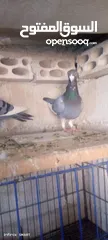  5 فحل ابلق شغال نخب اول