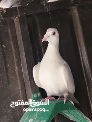  7 حمام زاجل مستوى فخم (عدد 5)