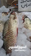  4 أسماك طازجة يوميا من التجربة الاولي