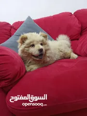  4 تشاو تشاو بيور جراوا اناث للبيع