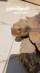  6 سلحفاة سولكاتا بري انثى 7 سنوات جميلة و بصحة جيدة ماشاءالله جاهزه يتزوج 7 years old female tortoise