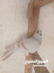  13 طواير مخليف للبيع