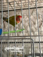  6 إقرأ الوصف