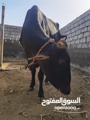  7 ثور و بقره مع ابنها للبيع