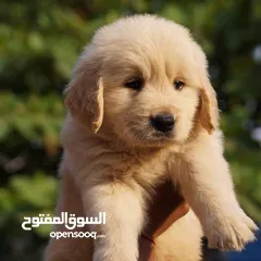  14 جولدن ريتريفر بريطاني آصلي  Golden retriever pure