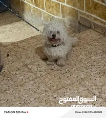  1 كلب جيد نوع مالتيز