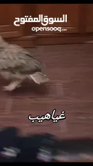  5 بوم فراخ  عقابي اوراسي اليف  بوم مقزم اليف سعره 40  وخدمة توصيل