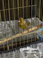  4 بندوق حسون بغني كنار وحسون