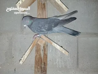  3 حمام لوت للبيع