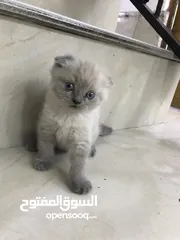  3 قطط للبيع عمر شهر و10 ايام