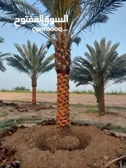  1 أجود انواع النخيل