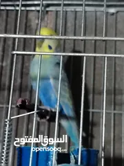  9 طيور حب رينبو وهوقو رومو للبيع