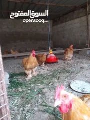  3 دجاج كوشن العملاق بدون تهجين سلاله طيبه