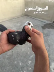 5 تنظيف سطح جوزين بسعر حرق