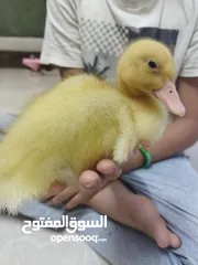 6 فرخ بطة  بطوط للبيع