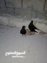  2 حمام نوري اسود جوز بصلاه على النبي تحتهم بيض قرب يفقس