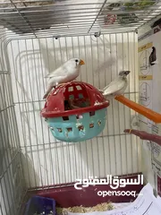  1 طيور جنه للبيع الام واولادها