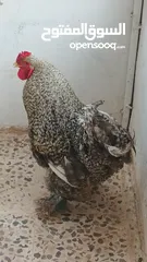  1 ديوك براهما بيور