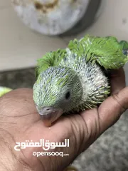  1 Indian Ring Neck Parrot baby