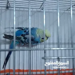  23 التواصل عبر الوتس اب عصافير حب وكوكتيل حجم جامبو كبير مفتلات والبينه وعادي