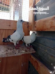  1 حمام للبيع جواز