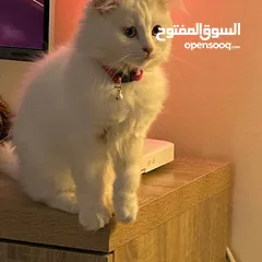  4 ذكر شيرازي ابيض  العمر 3 شهور عيون ملونه