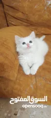  1 بسه شانشيلا للبيع