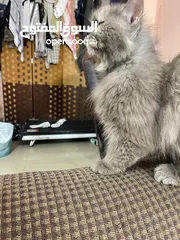  20 Persian cat
