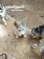  1 هاسكي مبندق العمر اقل من شهرين