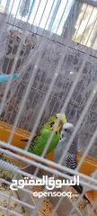  5 ذكور حب للبيع