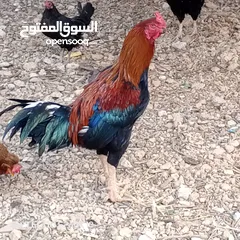  5 ديك دجاج باكستاني