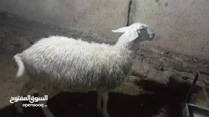  4 حملة بعمر ثمانين شهور أعشار شهرين ونصف