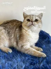  1 قطط بريتش ذكور واناث بلاك سلفر شايدد بيور