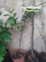 3 اشجار زينه ومثمر