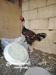  24 باكستاني، براهما، امهات لاحم فرخات عمر 3 شهور  صوص باكستاني حر  ديوك باكستاني خط أول و فرخات شغالة