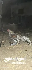  1 pakistani rooster for sale