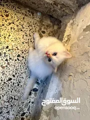  3 قط ذكر هملايا اورنج