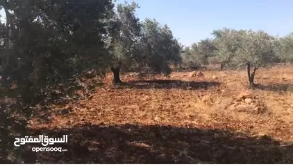  2 أرض للبيع جميلة ومليئة بأشجار الزيتون