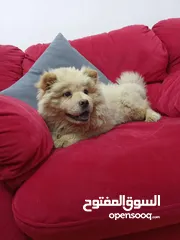  3 تشاو تشاو عدد 3 للبيع