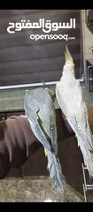  7 ببغاء كوكتيل