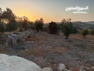  4 ارض زيتون للبيع