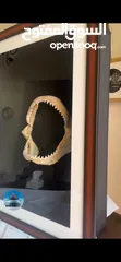  3 إطار فك المفترس نادر للبيع. القرش.     Jaws frame for sale. Shark